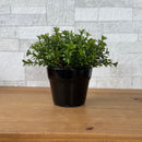 ARRANJO MINI DE CERÂMICA PRETO COM VERDINHOS ESCUROS 15AX15L/CM