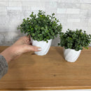 ARRANJO MINI KÁTIA COM VERDINHO ESCURO 15AX15L/CM