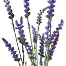 GALHO DE LAVANDA 52CM