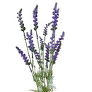 GALHO DE LAVANDA 52CM
