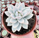 E. MEBINA VAR. POTE 9