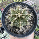 GYMNOCALYCIUM T-LUX POTE 9