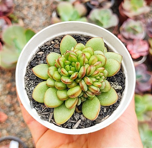 E. DIAMOND STATE POTE 9