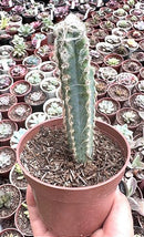 E. MONOCEROTIS VAR. POTE 11 pouca variegação