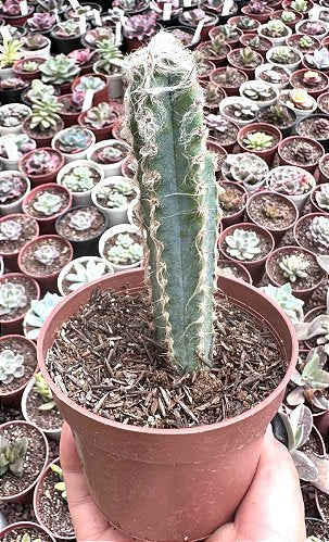 E. MONOCEROTIS VAR. POTE 11 pouca variegação