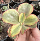 E. MONOCEROTIS VAR. POTE 11 pouca variegação