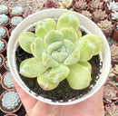 E. DIAMOND STATE POTE 9