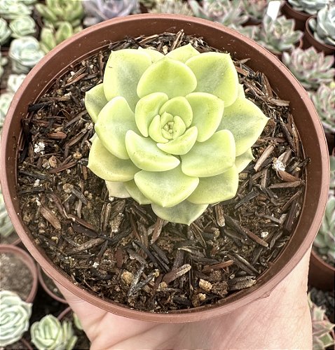 E. MEBINA VAR. POTE 9