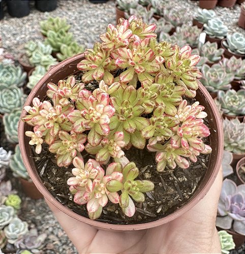 E. MONOCEROTIS VAR. POTE 11 pouca variegação