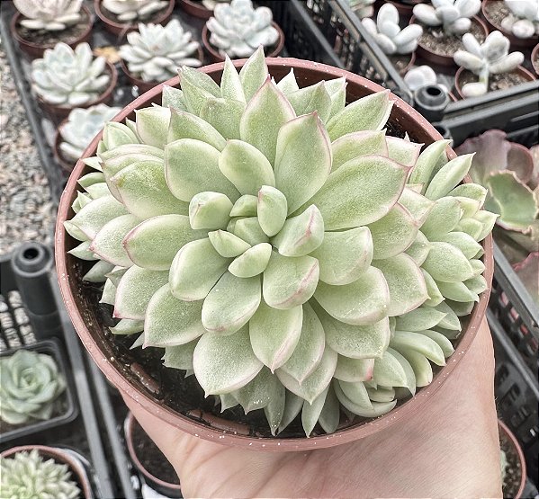 E. MEBINA VAR. POTE 9