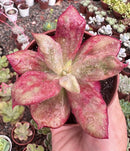 E. DIAMOND STATE POTE 9