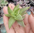 E. RYAN VAR. Sem raiz