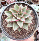 E. MONOCEROTIS VAR. POTE 11 pouca variegação