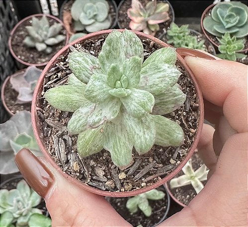 E. DIAMOND STATE POTE 9