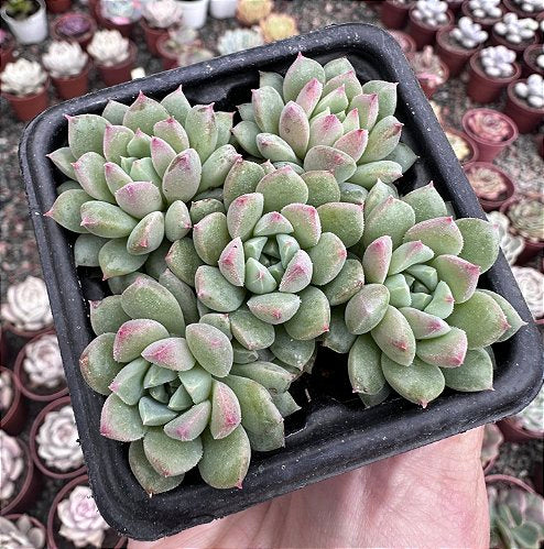 E. RYAN VAR. Sem raiz