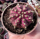 GYMNOCALYCIUM T-LUX POTE 9