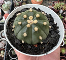 ASTROPHYTUM ASTERIAS POTE 9