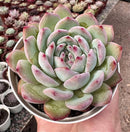 E. DIAMOND STATE POTE 9