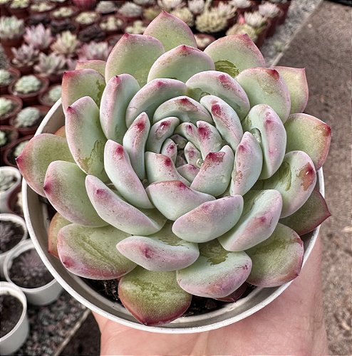 E. DIAMOND STATE POTE 9