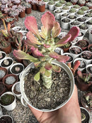 MONADENIUM STAPELIADES WHITE POTE 9