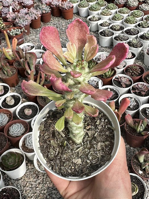 MONADENIUM STAPELIADES WHITE POTE 9