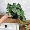 PENDENTE IARA DE FOLHAGEM VERDE NO CACHEPO DE CERÂMICA 60AX25L/CM