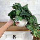 PENDENTE IARA DE FOLHAGEM VERDE NO CACHEPO DE CERÂMICA 60AX25L/CM