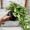 PENDENTE MAÍRA FOLHAGEM MESCLADA NO CACHEPÔ PRETO OU BRANCO 40AX25L/CM