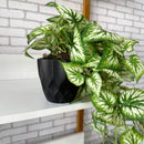 PENDENTE MAÍRA FOLHAGEM MESCLADA NO CACHEPÔ PRETO OU BRANCO 40AX25L/CM