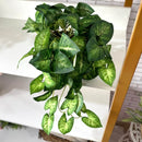 PENDENTE SOFIA COM FOLHAGENS VERDES NO CACHEPÔ DE PALHA 37AX25L/CM