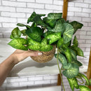 PENDENTE SOFIA COM FOLHAGENS VERDES NO CACHEPÔ DE PALHA 37AX25L/CM